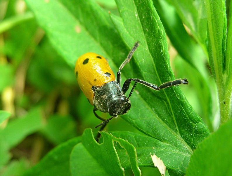 Lachnaia sexpunctata?